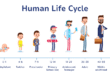 Lifestyle Cycles