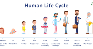 Lifestyle Cycles